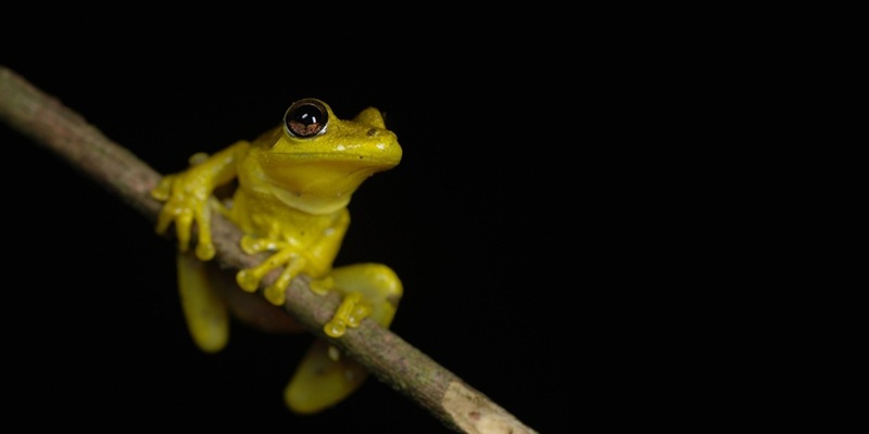Best time to visit Manu National Park: seasons and rainforest conditions